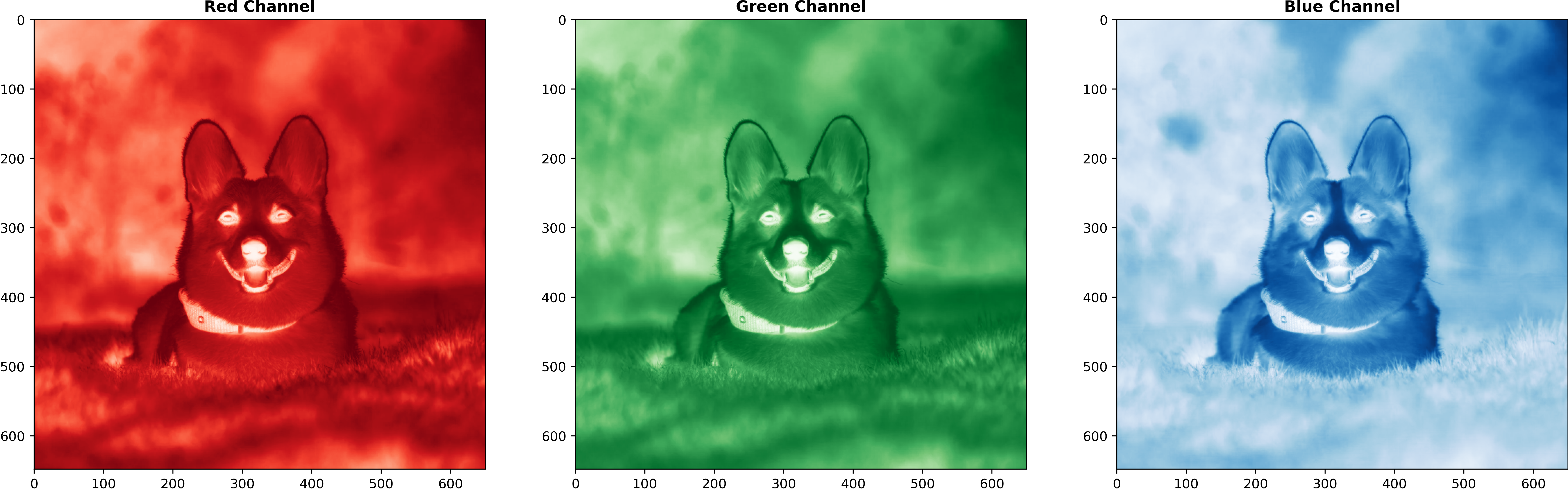 dog with RGB channels